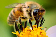 Bee Identification