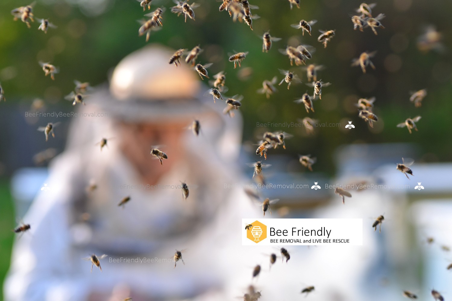 San Luis Obispo Bee Removal Bee Friendly Bee Removal   2 Sld BeeFriendly AA Beekeeper 