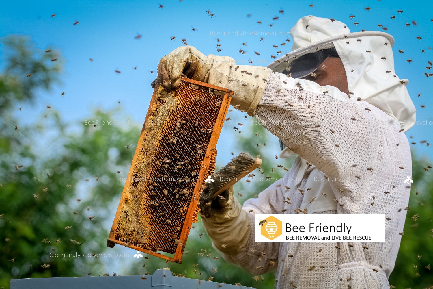 Bee Friendly Bee Removal Bee Rescue And Live Bee Removal