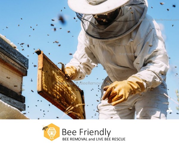 Bee Friendly Beekeeper and Bee Removal