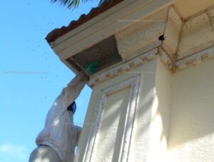 live bee removal